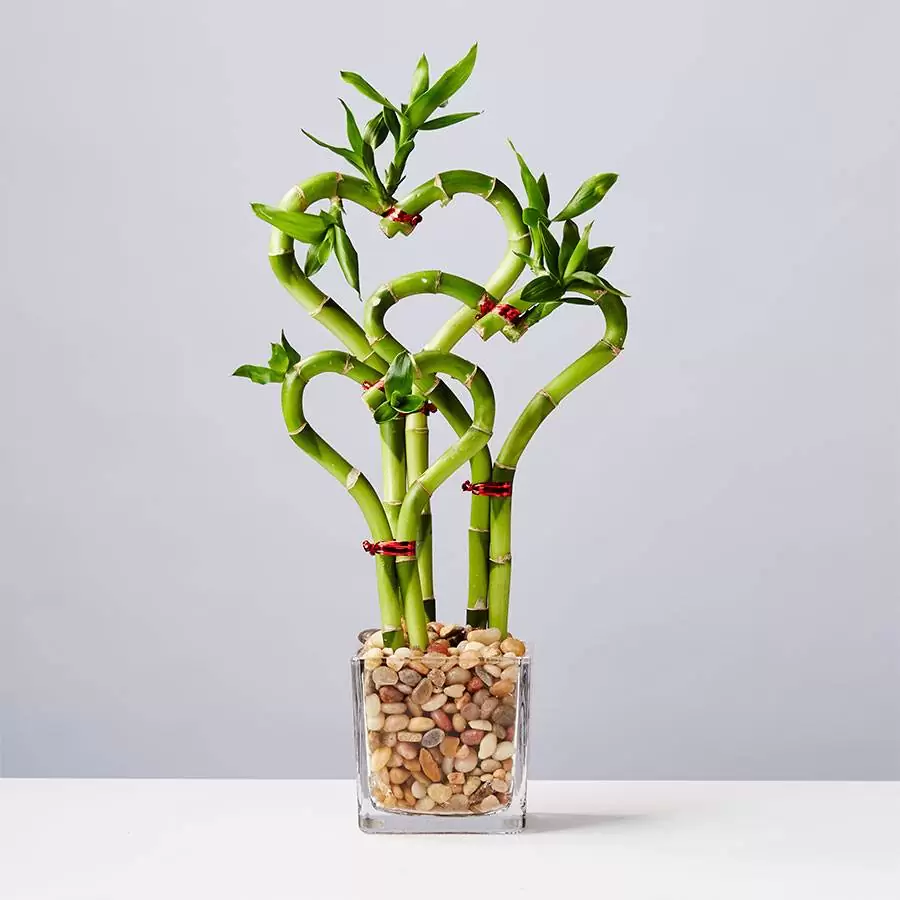 sweet plant bamboo gift
